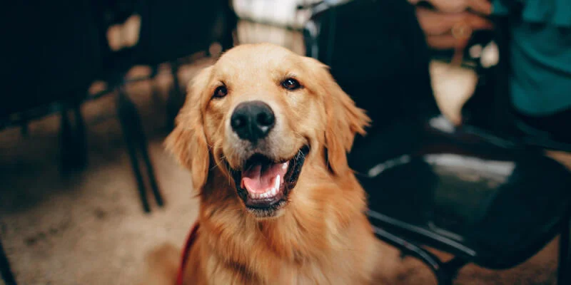 Happy dog receiving a treat reward during training