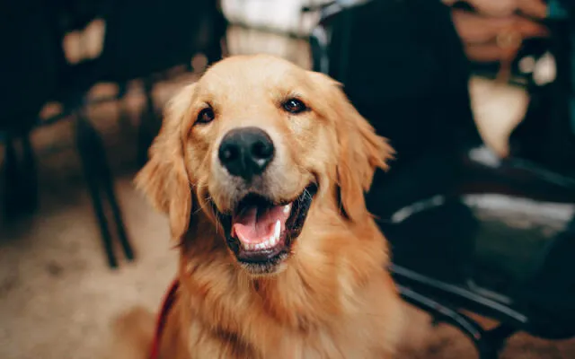 Happy dog receiving a treat reward during training