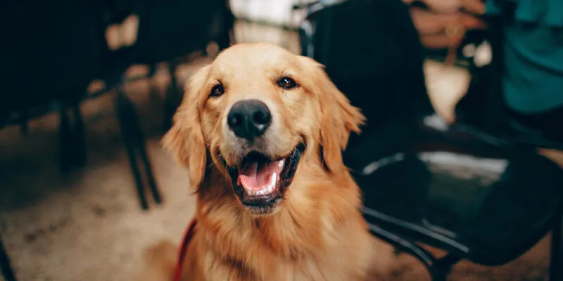 Happy dog receiving a treat reward during training