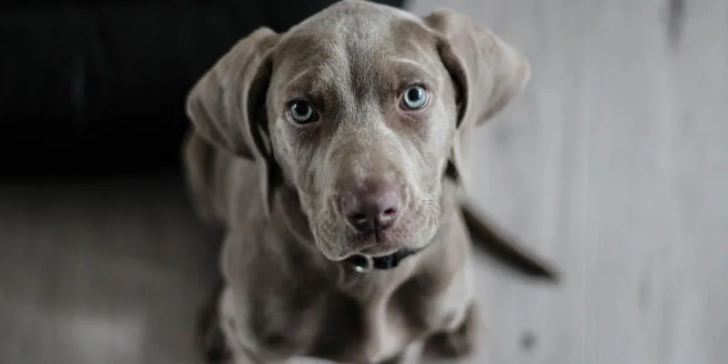 Dog focused and attentive during an advanced training session