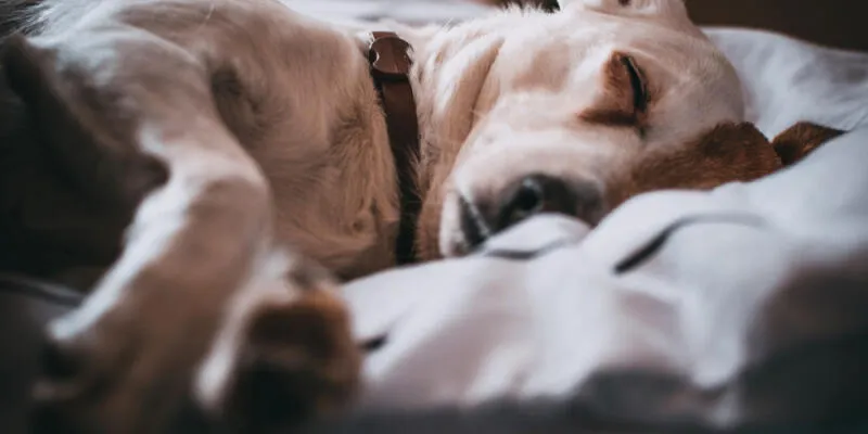 Dog happily playing with a toy as a reward