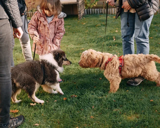Two young puppies meeting nose to nose on a grass lawn during a calm, supervised socialisation session