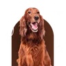 Tom