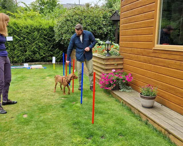A vizsla puppy weaving through training poles in a garden, guided by two adults using positive reinforcement