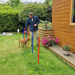 Dog navigating weave poles during training
